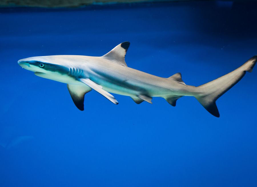 Photo d'un requin à pointes noires