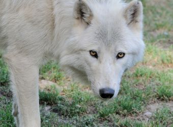 Photo d'un loup blanc arctique par Thomas PIERRE