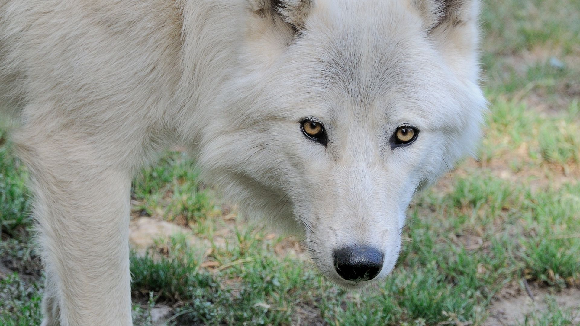 Quels sont les différents types de loups ?