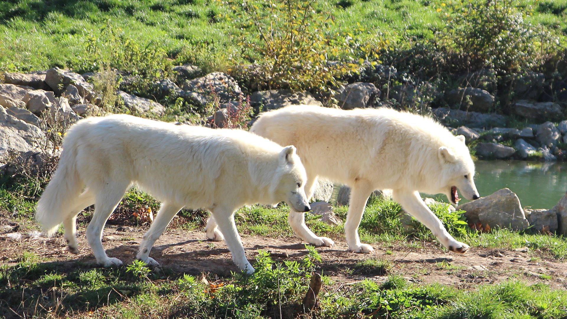 Quels sont les différents types de loups ?