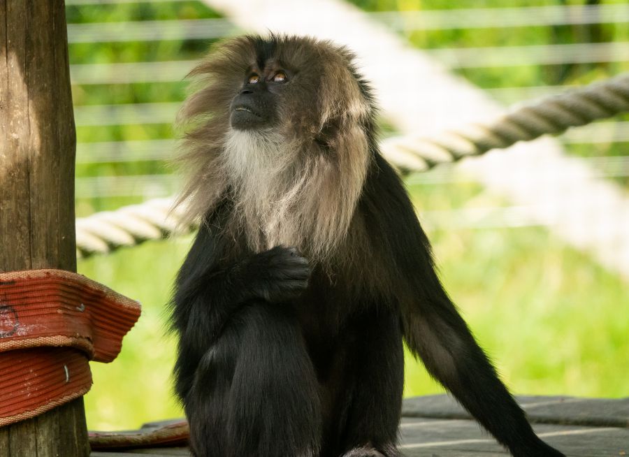 Photo d'un macaque à queue de lion par Pierre-François BOUCHER