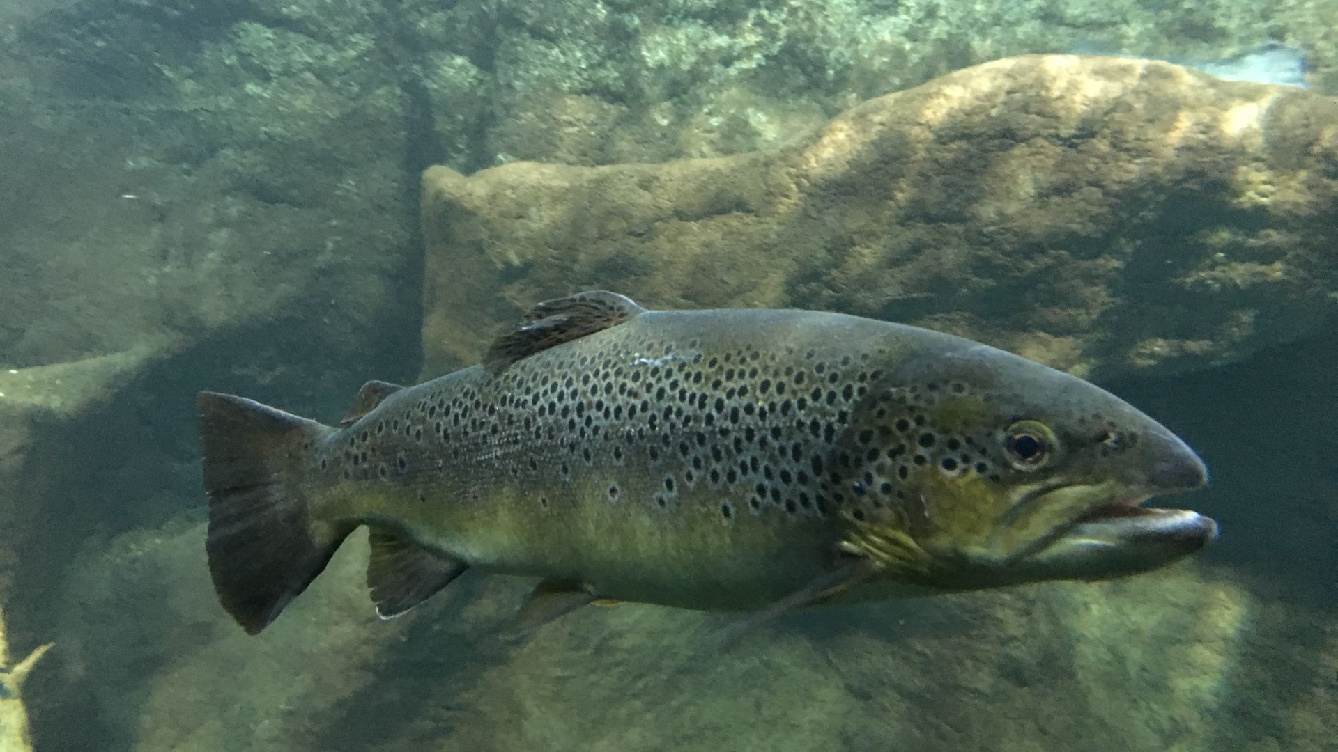 Truite Fario Taille Description Biotope Habitat Reproduction