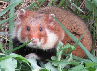 Photo d'un grand hamster par Bogomolov-PL - Wikimedia Commons - CC BY-SA 4-0