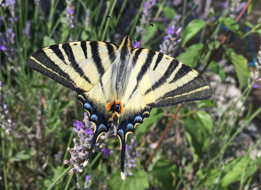 Photo d'un papillon Flambé par Julien PIERRE