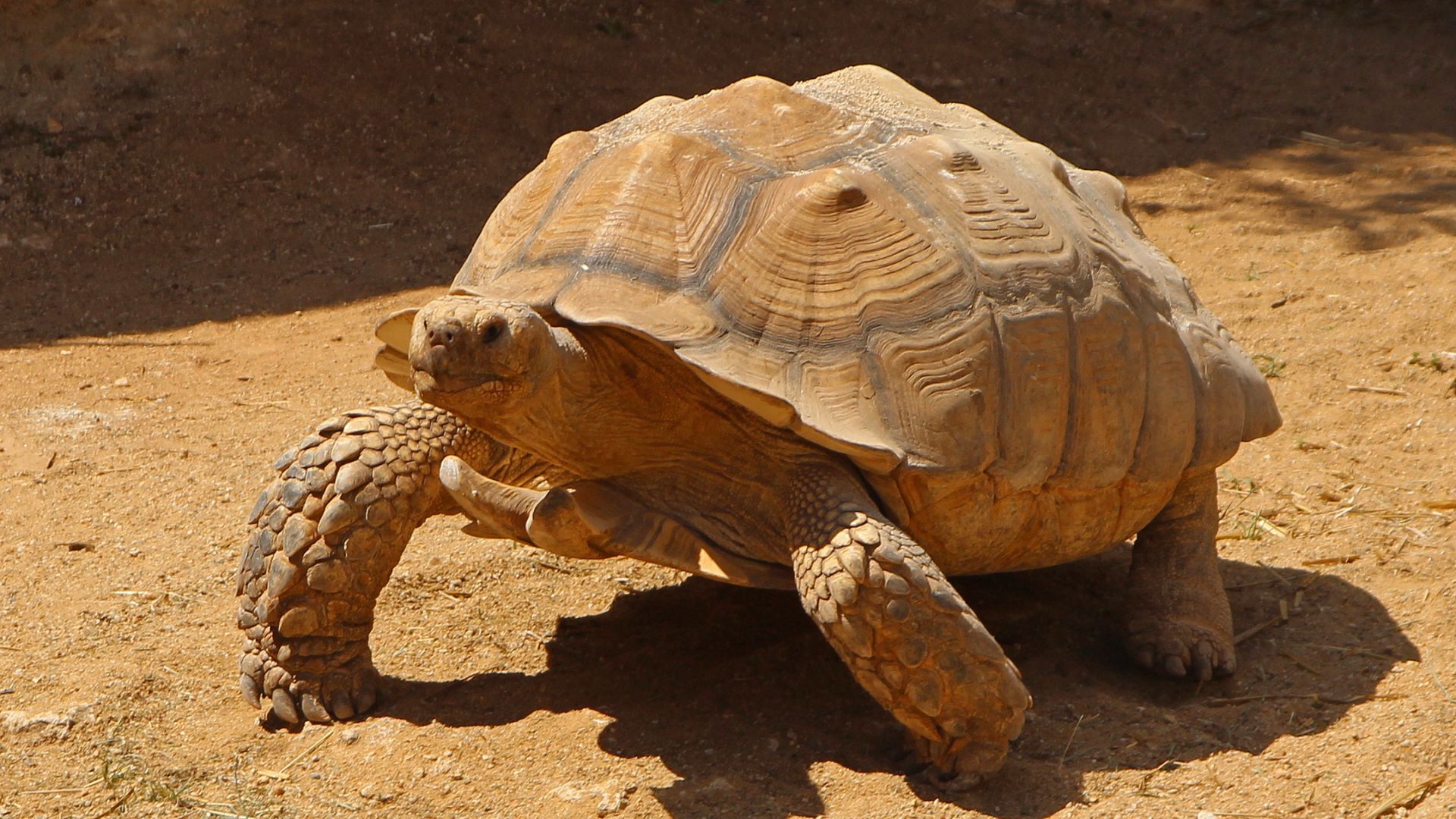 Tortue sillonnee : taille, description, biotope, habitat, reproduction