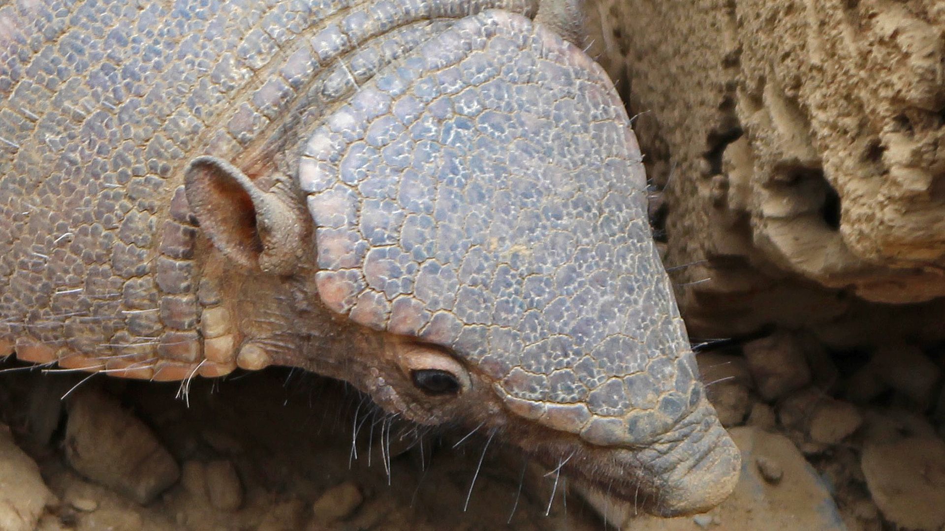 Découvre l'habitat de tes animaux préférés avec Anigaïdo