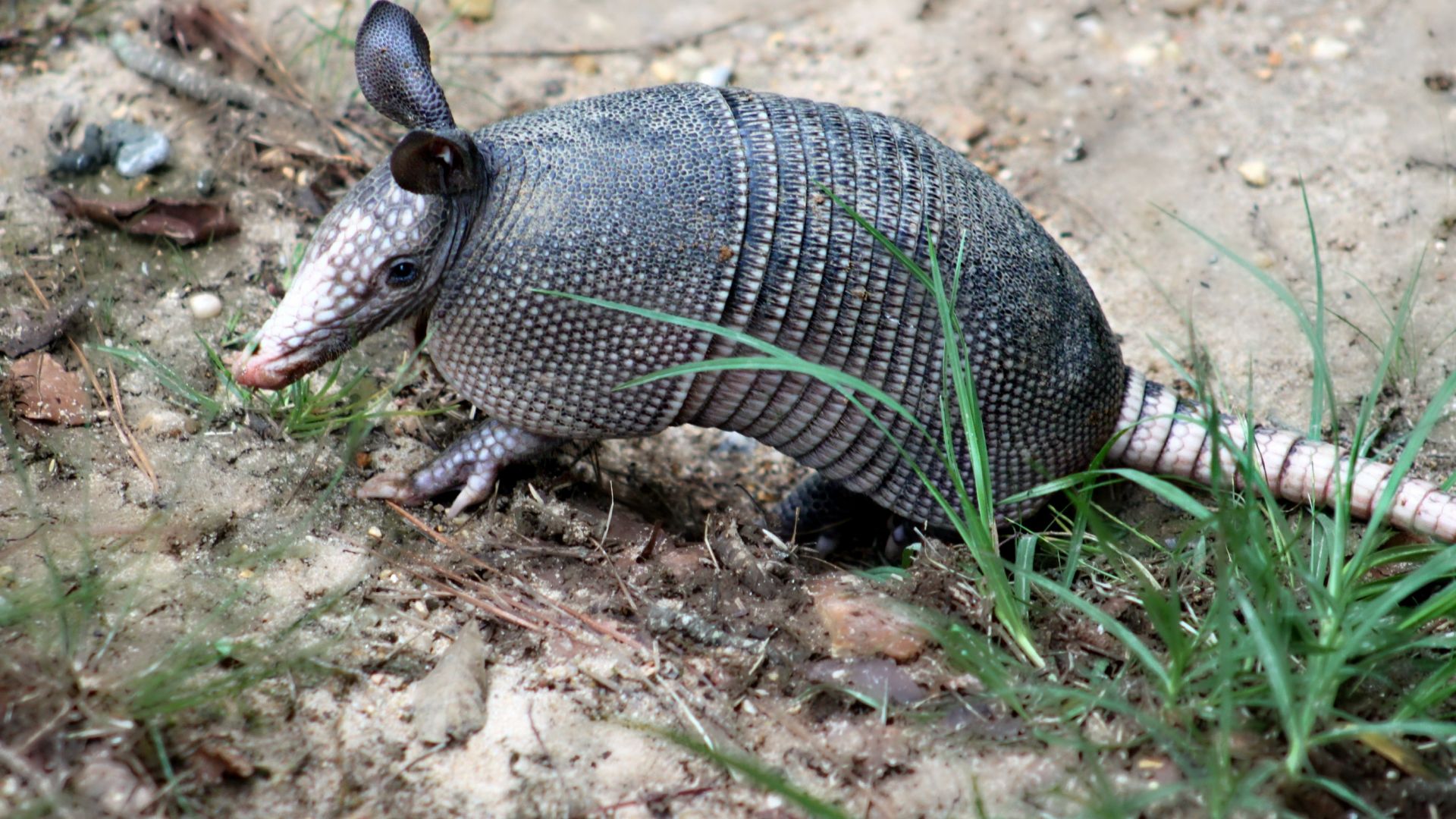 Cet animal a les plus grandes oreilles du monde (pour sa taille