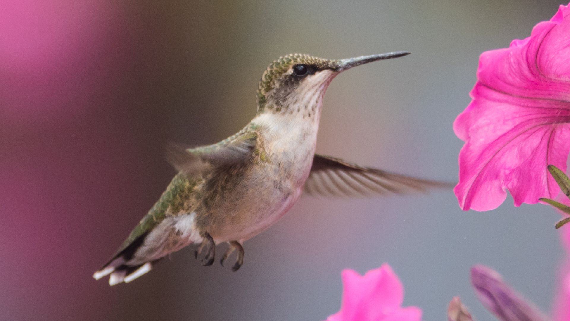 Colibri d'Anaïs — Wikipédia