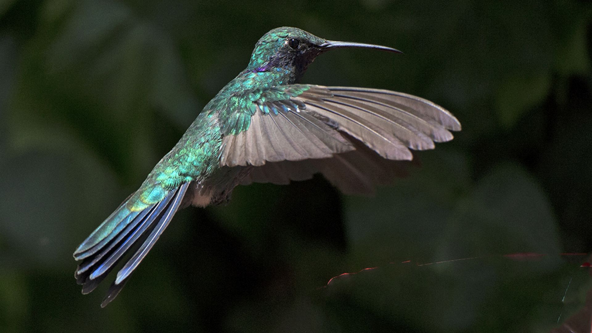Colibri : taille, description, biotope, habitat, reproduction