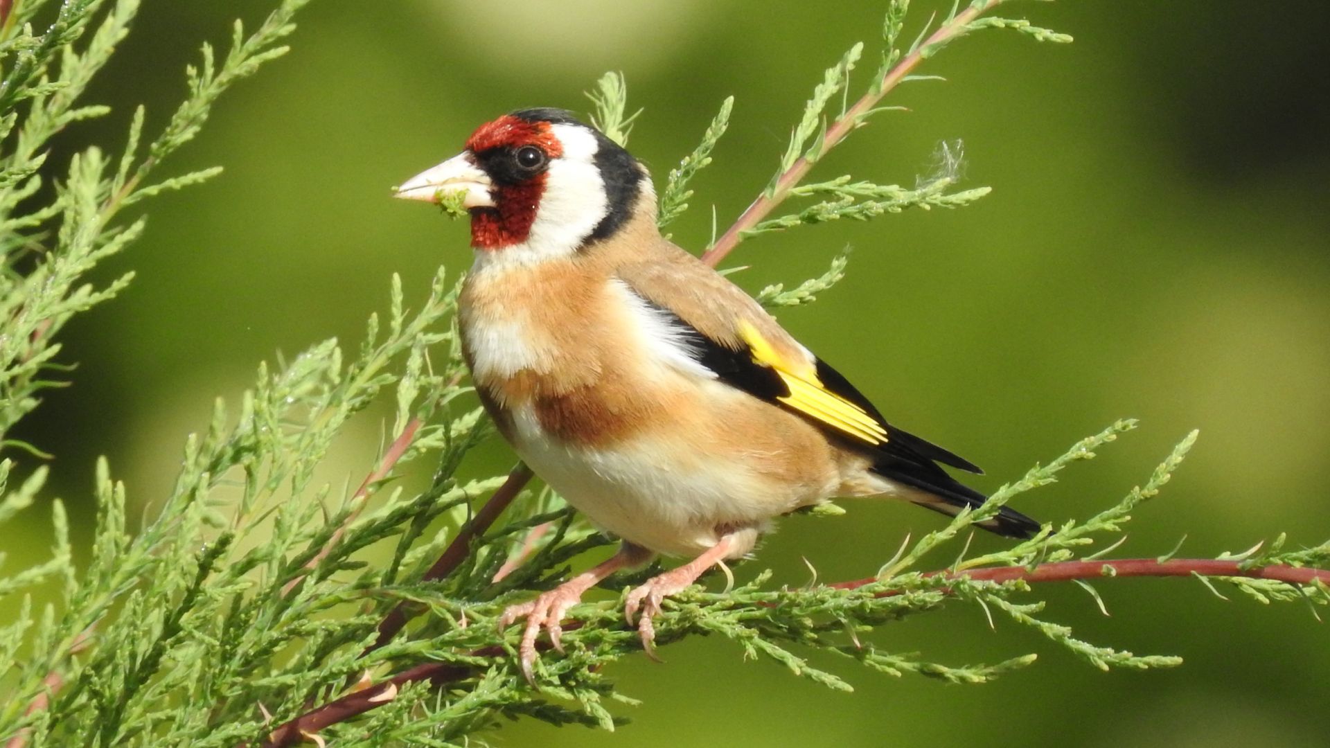 Oiseaux des jardins : graines et alimentation pour oiseaux du jardin -  botanic®