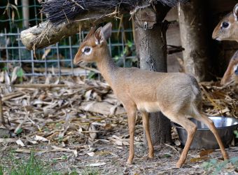 Des dik-diks de Kirk photographiés par Thomas PIERRE