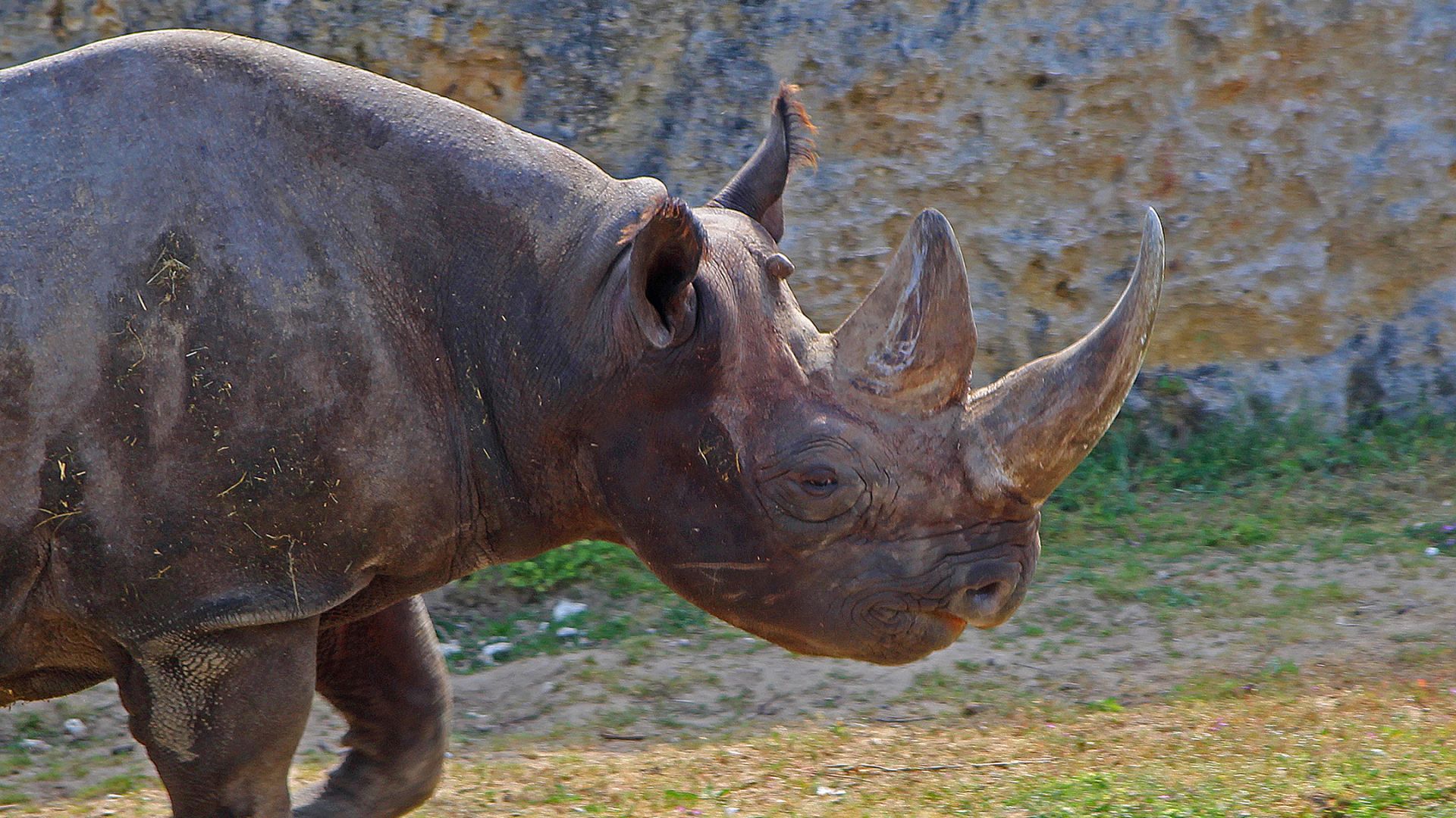 Le nombre de rhinocéros est en augmentation en Afrique