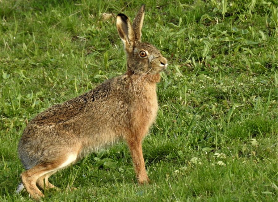 Un lièvre brun aux aguets dans un champ