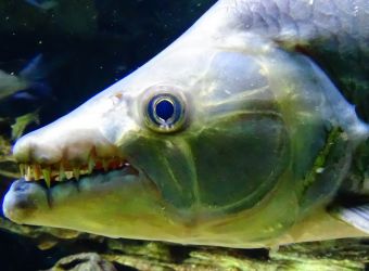 Un poisson-tigre géant à l'Aquarium Tropical de la Porte Dorée