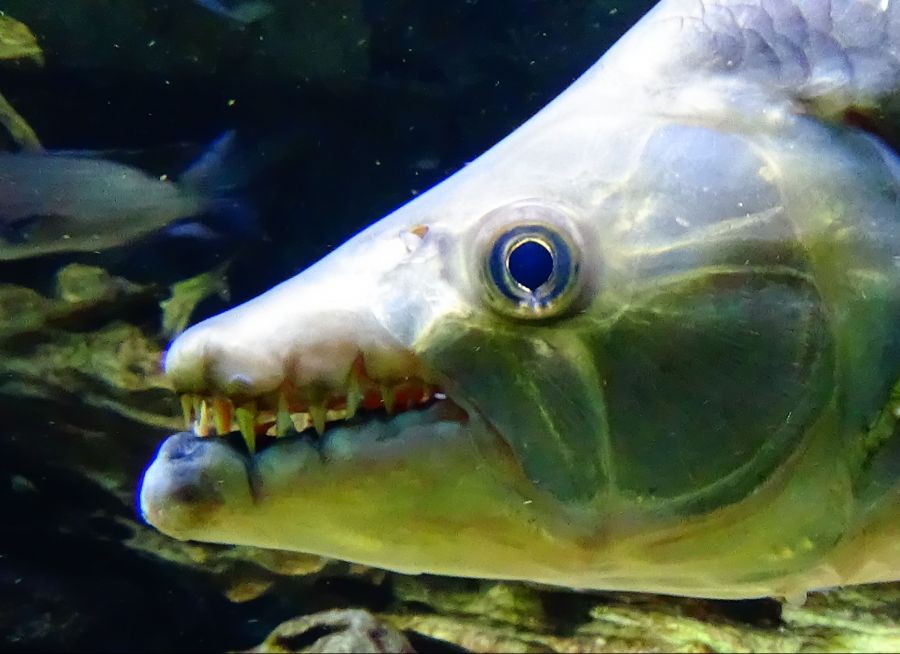 Un poisson-tigre géant à l'Aquarium Tropical de la Porte Dorée