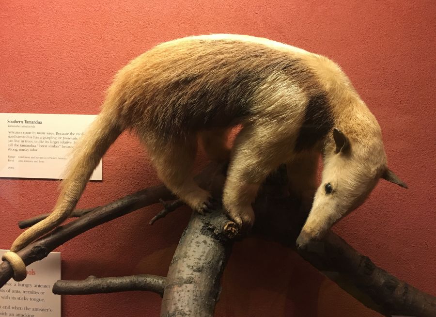 Photo d'un tamandua du Sud au Field Museum de Chicago