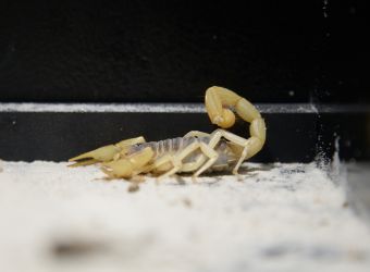 Un scorpion velu de profil