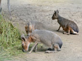 Des maras au Parc de Bettencourt