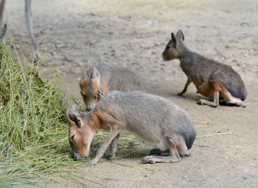 Des maras au Parc de Bettencourt