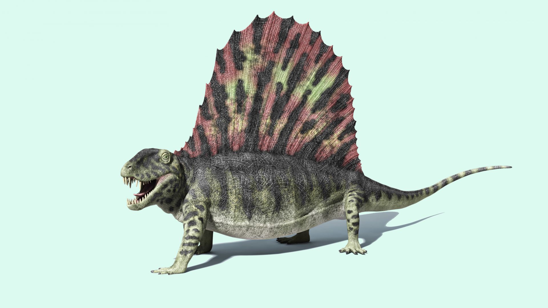 Dimetrodon : taille, description, biotope, habitat, reproduction