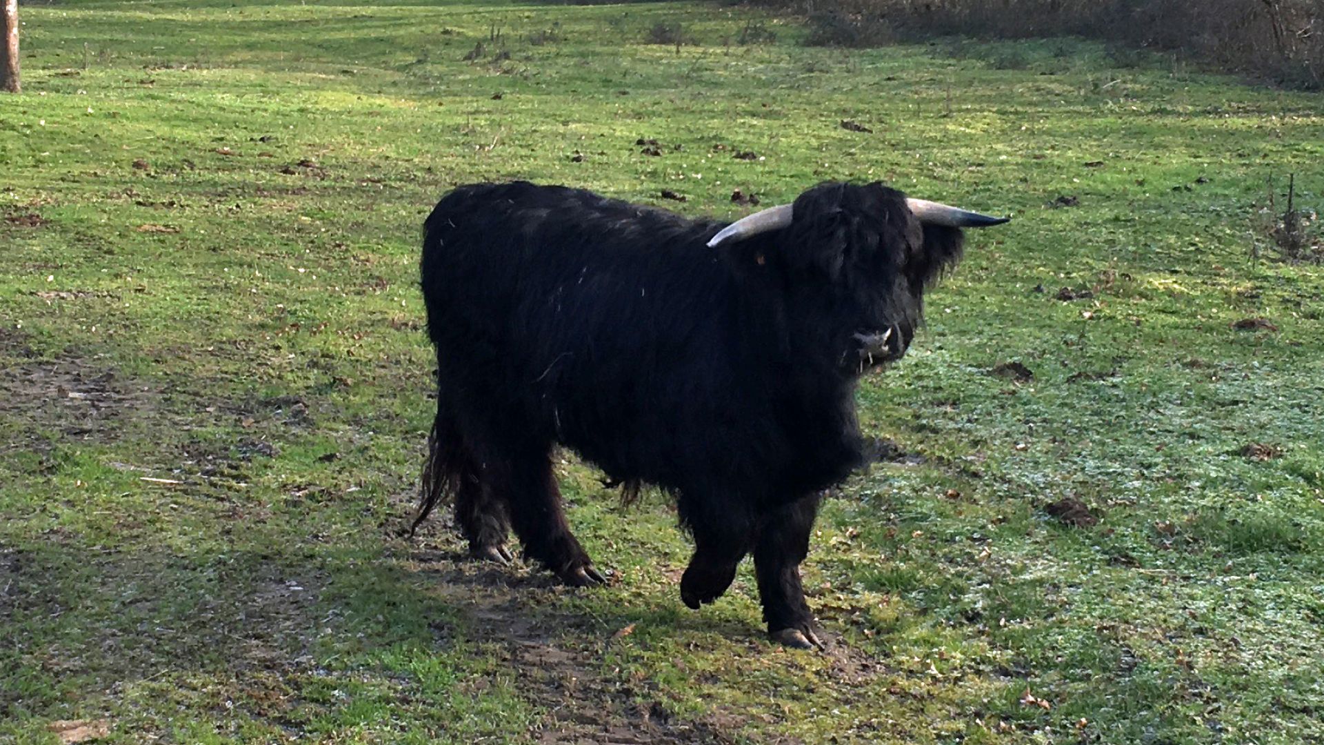 Bovins personnage Highland Cattle Écossais Highland Vache Jardin Personnage 48 cm
