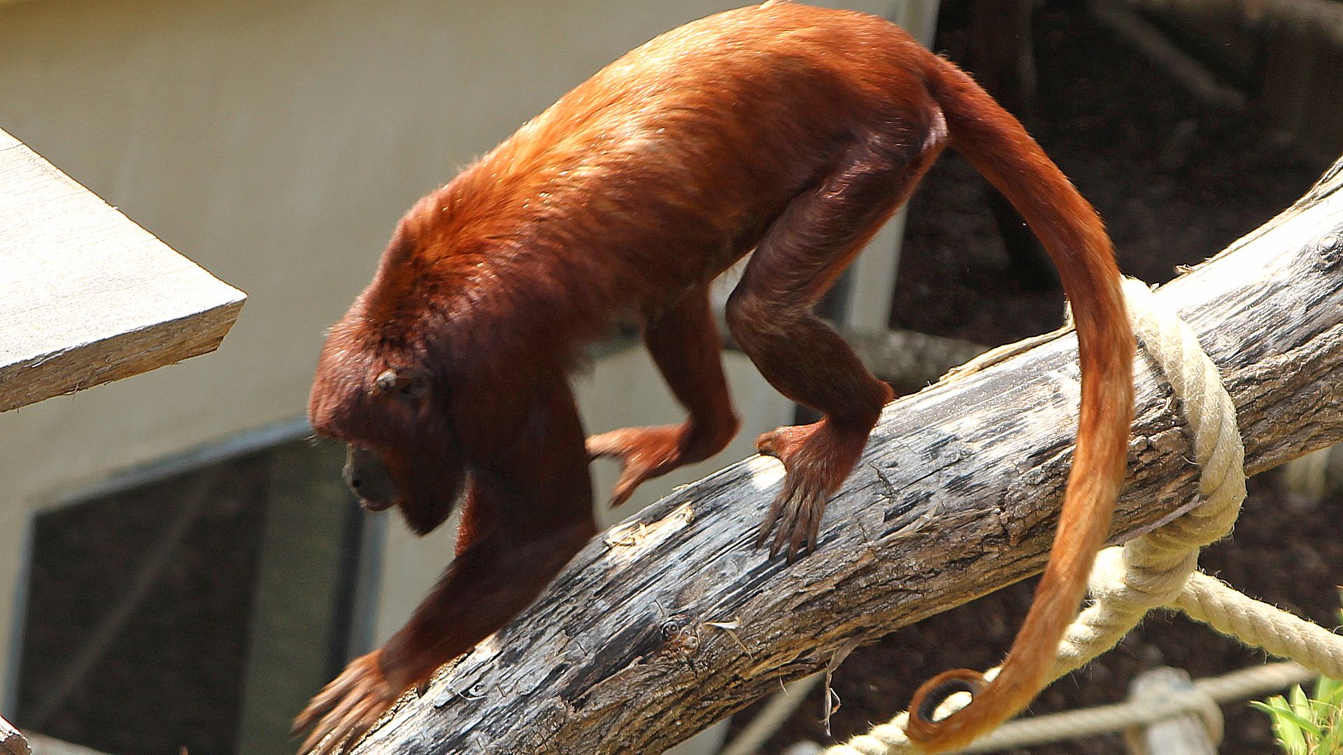 Le nasique, ce singe moche - ZAPPING SAUVAGE 