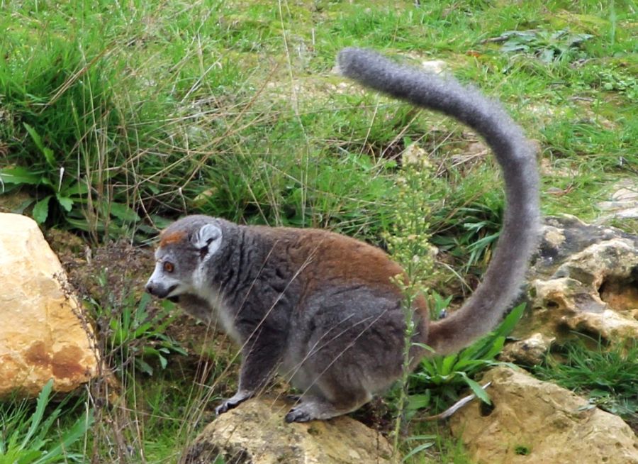 - Image 2