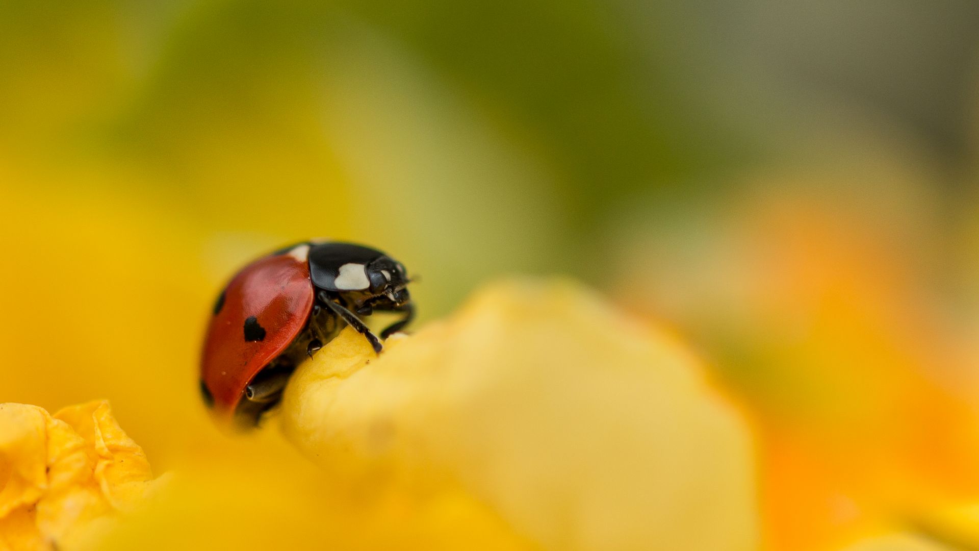 Coccinelle : taille, description, biotope, habitat, reproduction