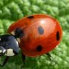 Coccinelle : taille, description, biotope, habitat, reproduction