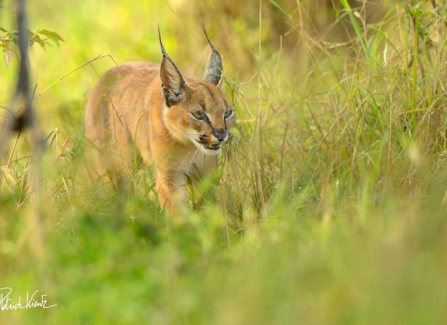 Photo d'un caracal dans le Masai Mara par © Patrick KIENTZ