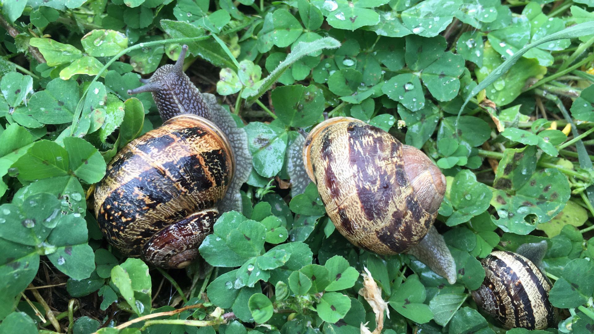 Escargot : taille, description, biotope, habitat, reproduction