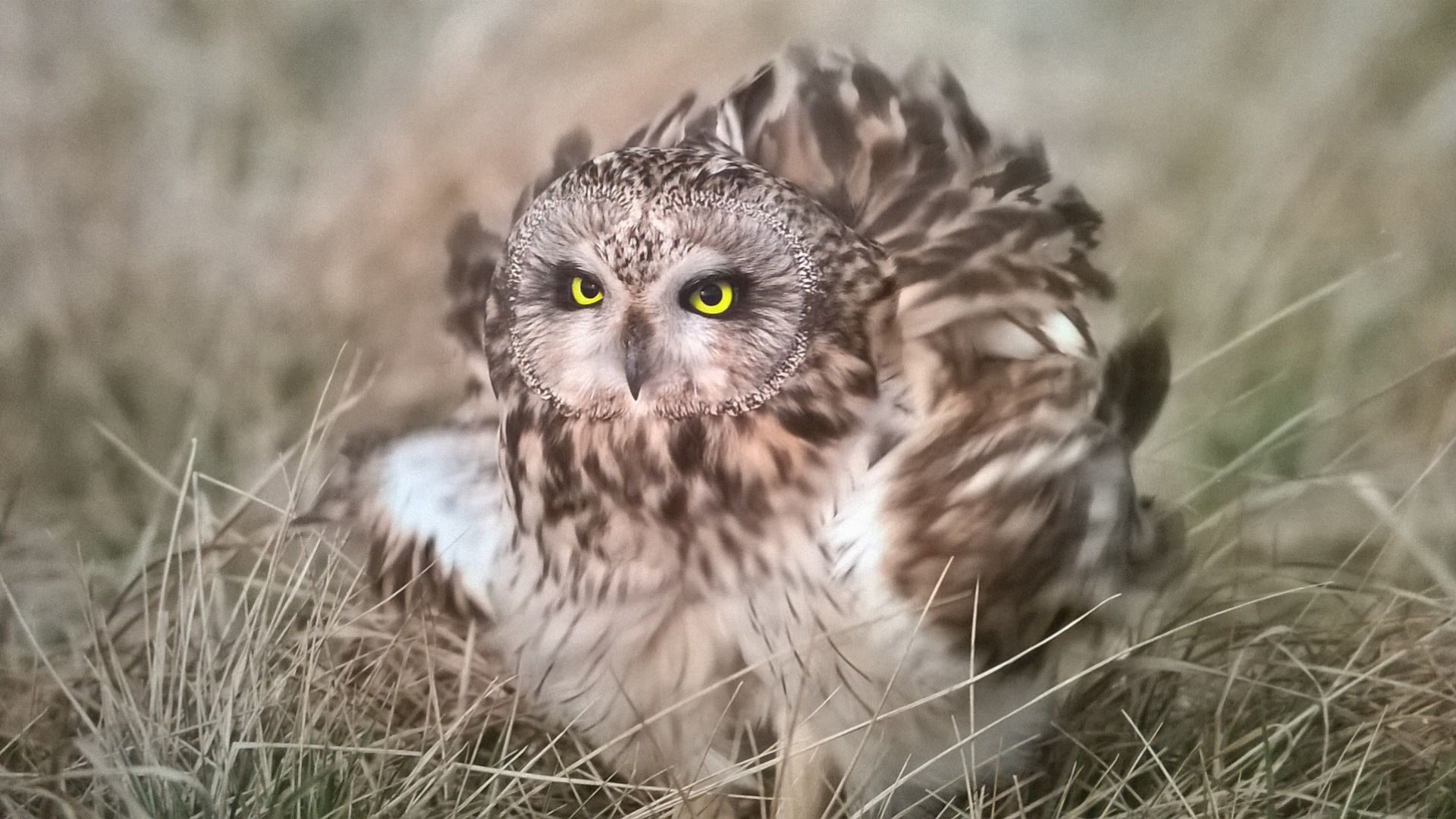 LE HIBOU DES MARAIS NE PERD JAMAIS LE NORD… DE LA FRANCE ! - Le blog de  nature-ailes.over-blog.com