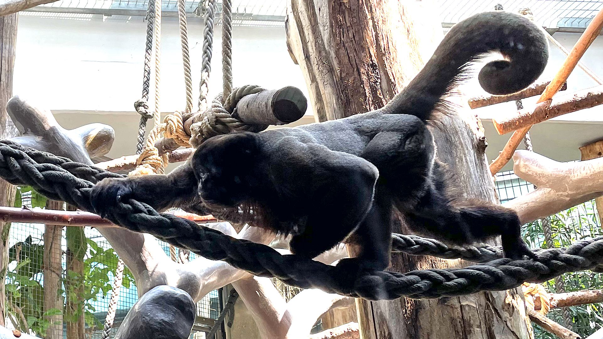 Singe laineux : taille, description, biotope, habitat, reproduction