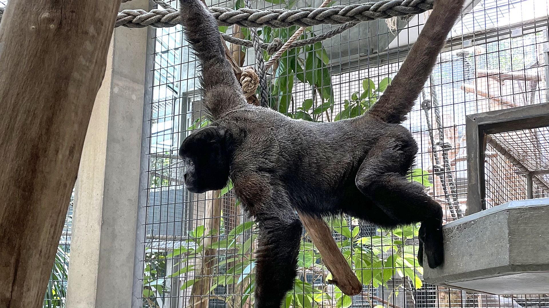 Singe laineux : taille, description, biotope, habitat, reproduction