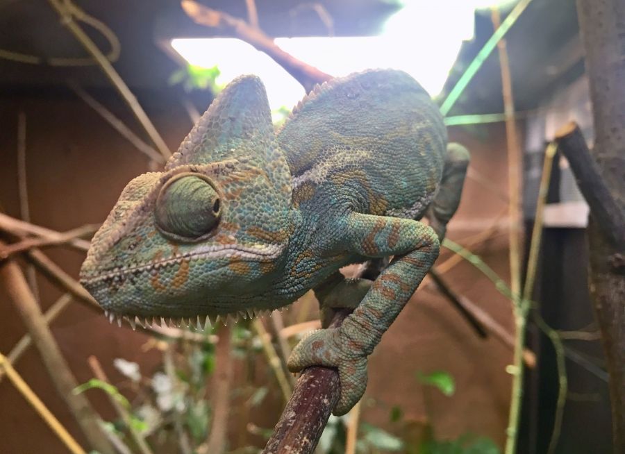 Caméléon casqué (chamaeleo calyptratus) © Julien PIERRE