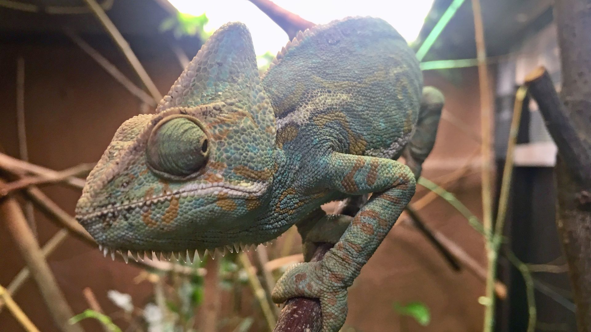 Cameleon Casque Taille Description Biotope Habitat Reproduction