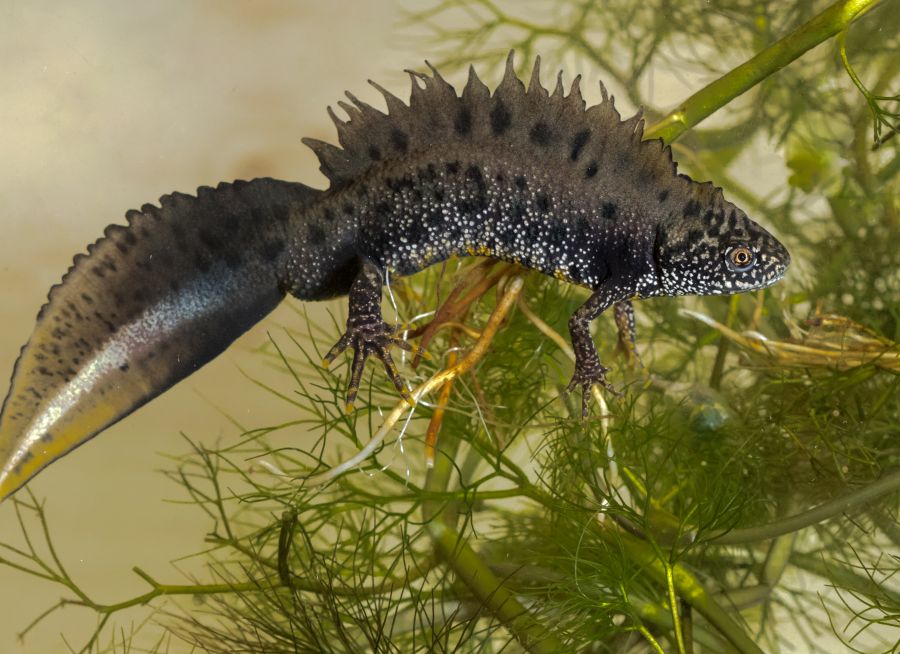 Photo d'un mâle de triton crêté par © Eric PENET