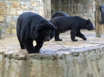 Ours à collier (Ursus thibetanus) © Julien PIERRE