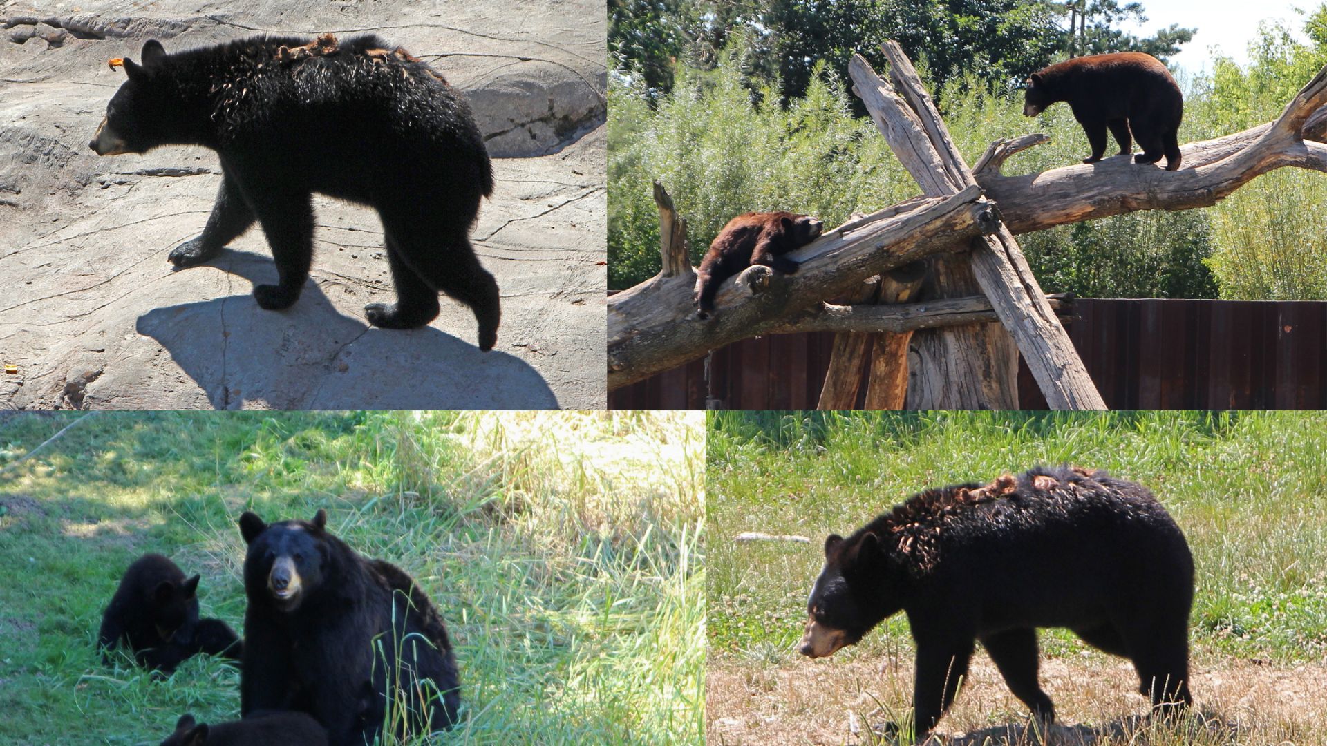 Ours noir : taille, description, biotope, habitat, reproduction