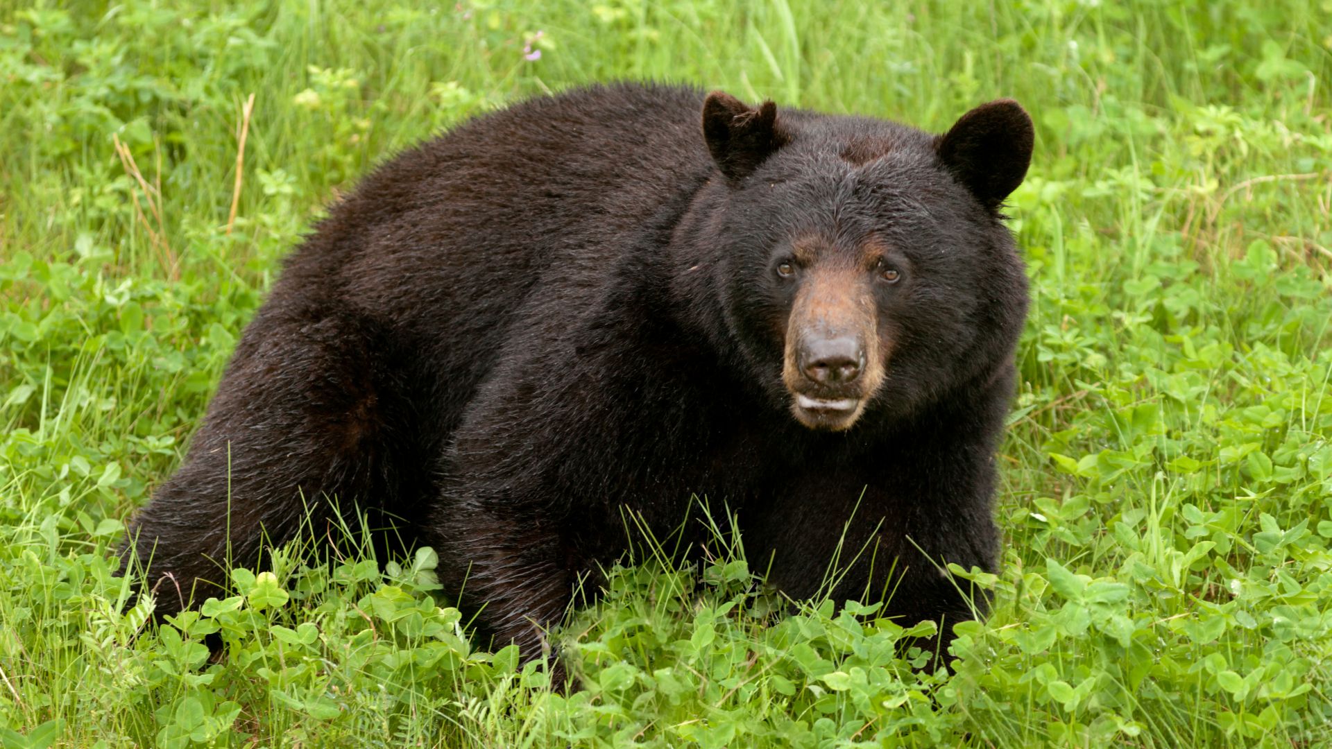 Ours noir : taille, description, biotope, habitat, reproduction