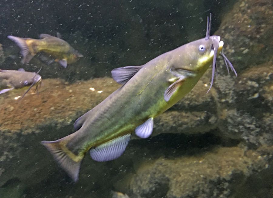 Un poisson-chat (Ameiurus melas) au Grand Aquarium de Touraine © Julien PIERRE