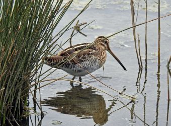 Une bécassine des marais dans l'eau par © Didier LOYER