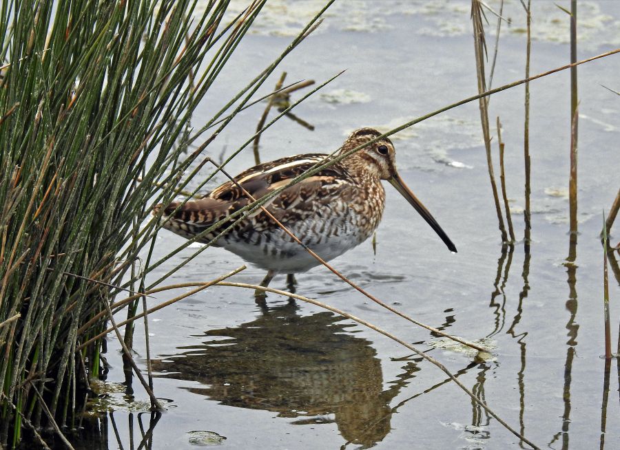 Une bécassine des marais dans l'eau par © Didier LOYER