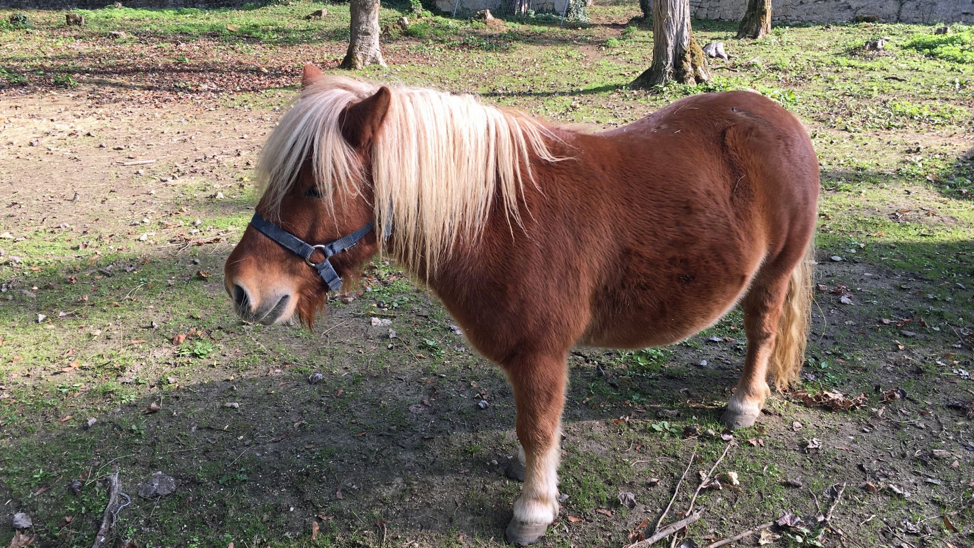 Poney shetland : taille, description, biotope, habitat, reproduction