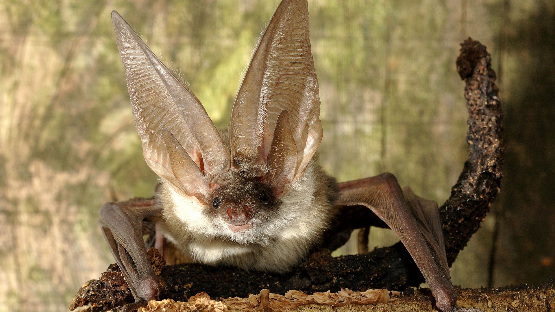 Une Souris Aux Grandes Oreilles Est Assise Dans Un Sac Marron