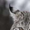 Lynx roux : taille, description, biotope, habitat, reproduction