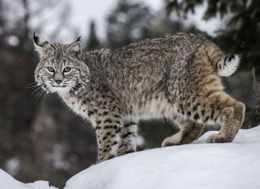Lynx roux : taille, description, biotope, habitat, reproduction