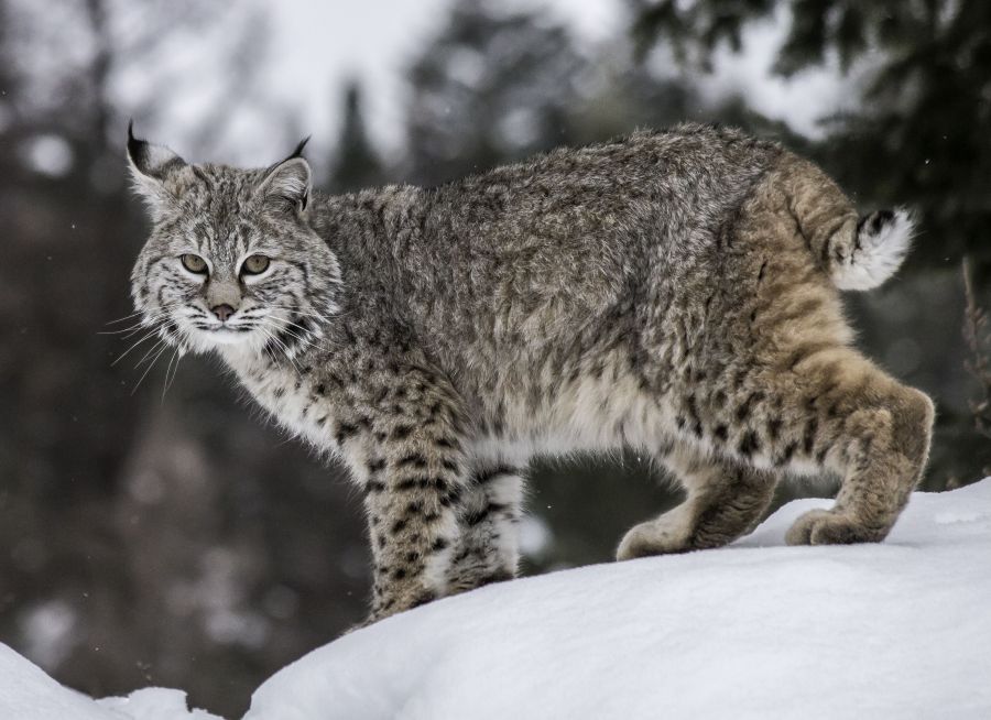 Le lynx est-il présent dans les Pyrénées ?