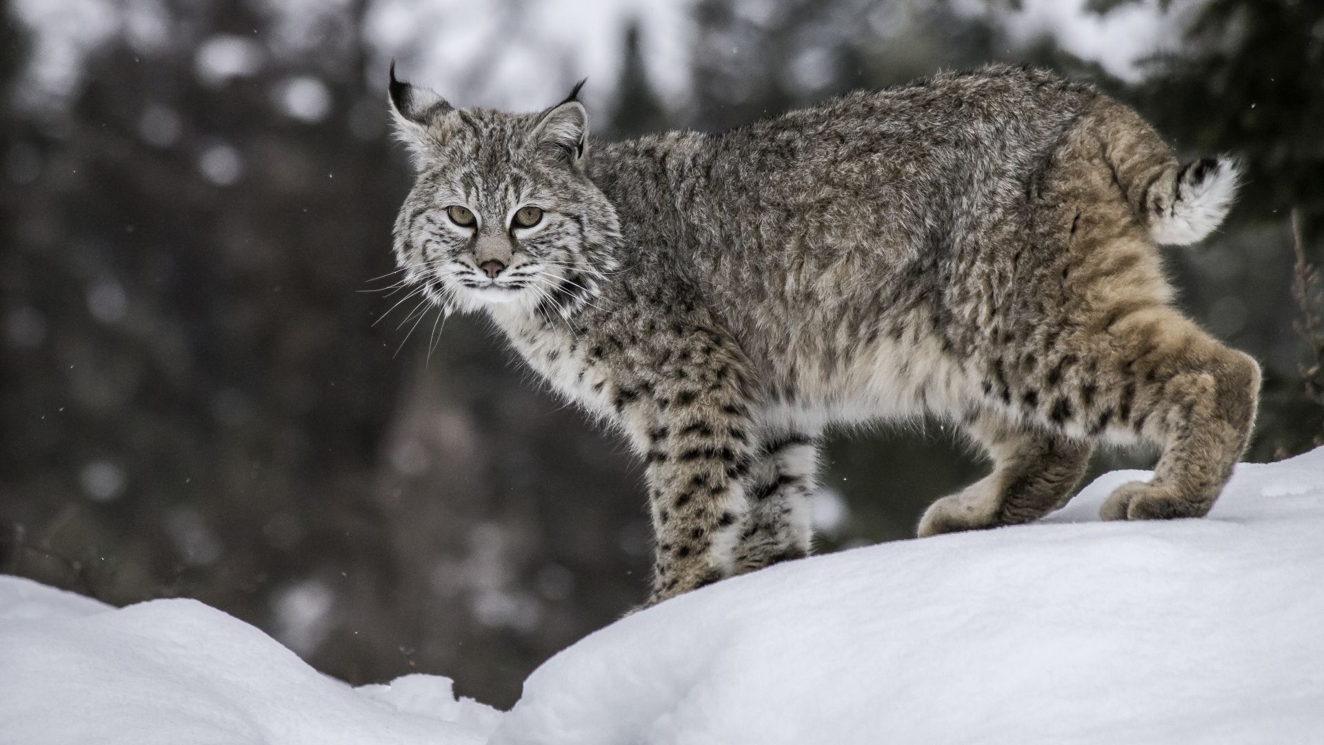 Lynx roux : taille, description, biotope, habitat, reproduction