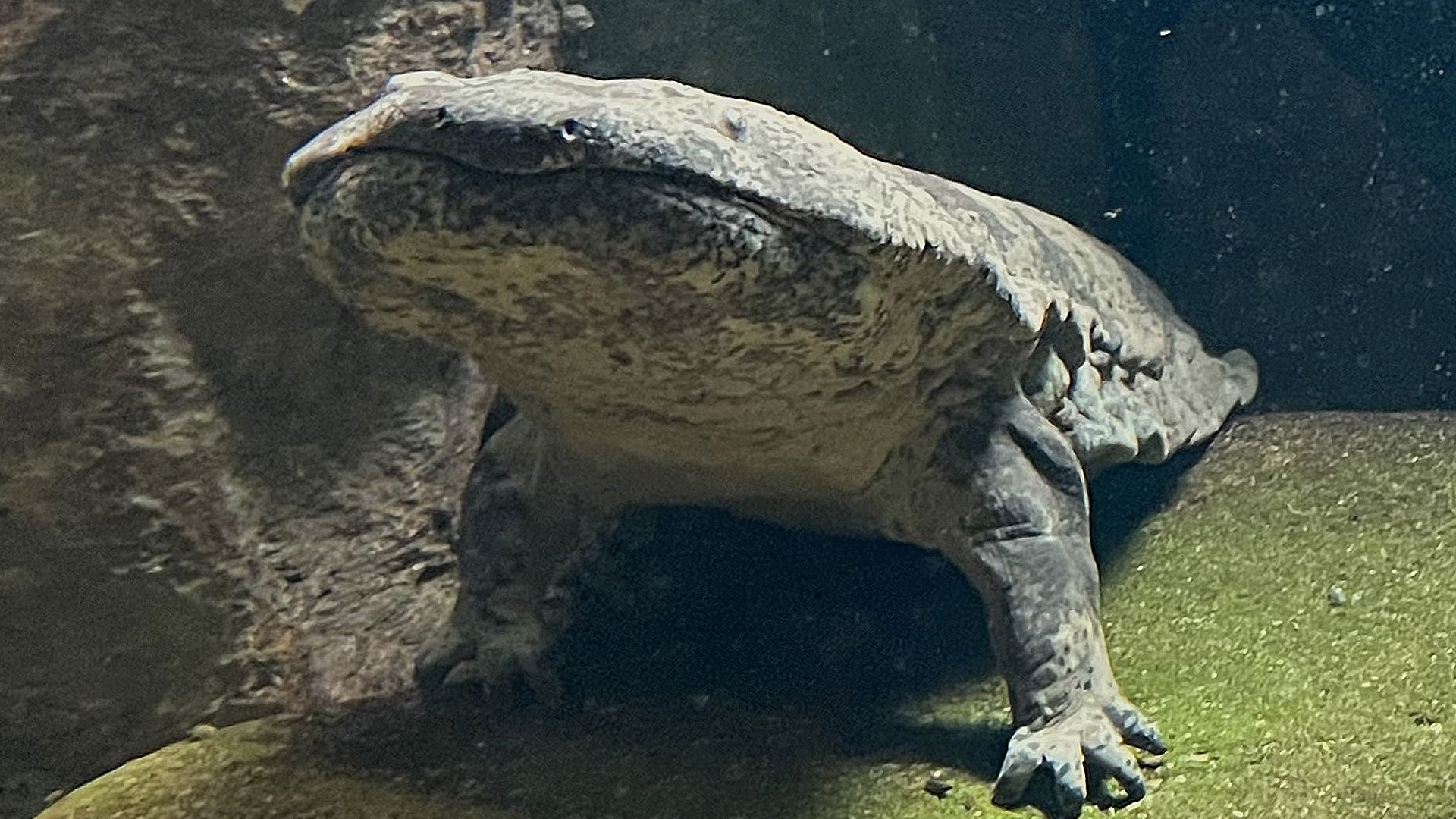 Salamandre geante du japon : taille, description, biotope, habitat,  reproduction